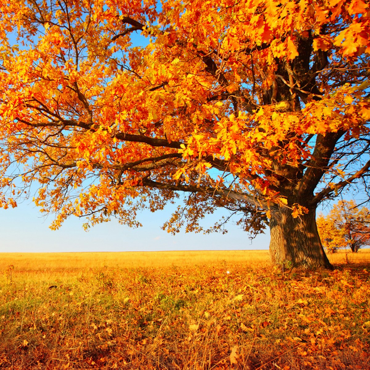 It s In Season Lesson English AU it-s-in-season-lesson-english-au