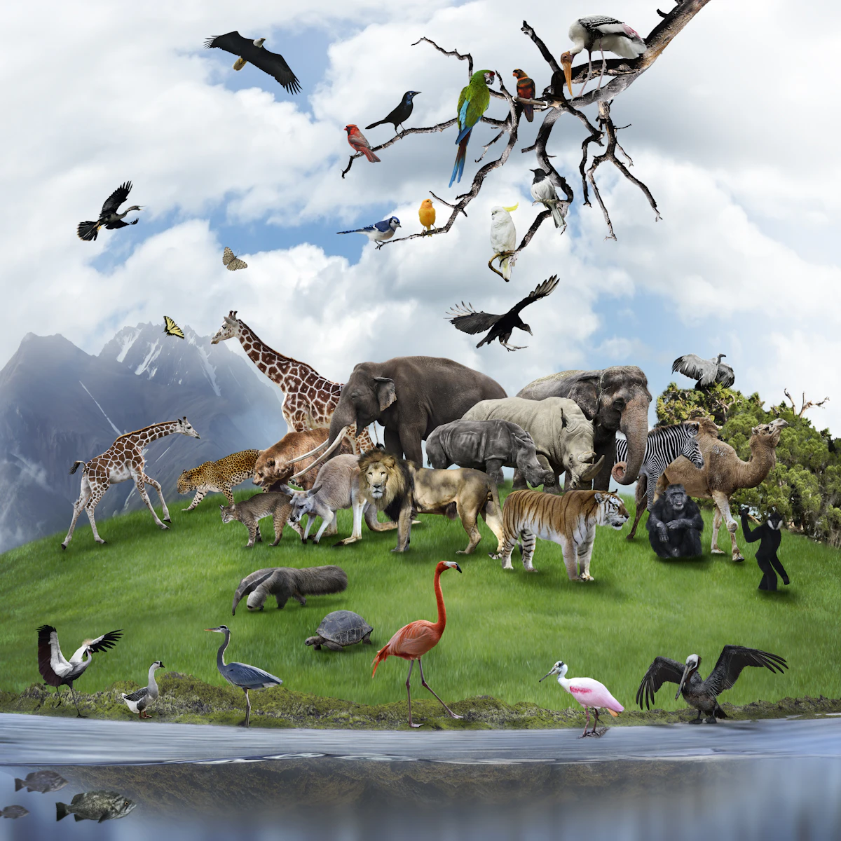 External Features of Living Things Unit | Science and | AU