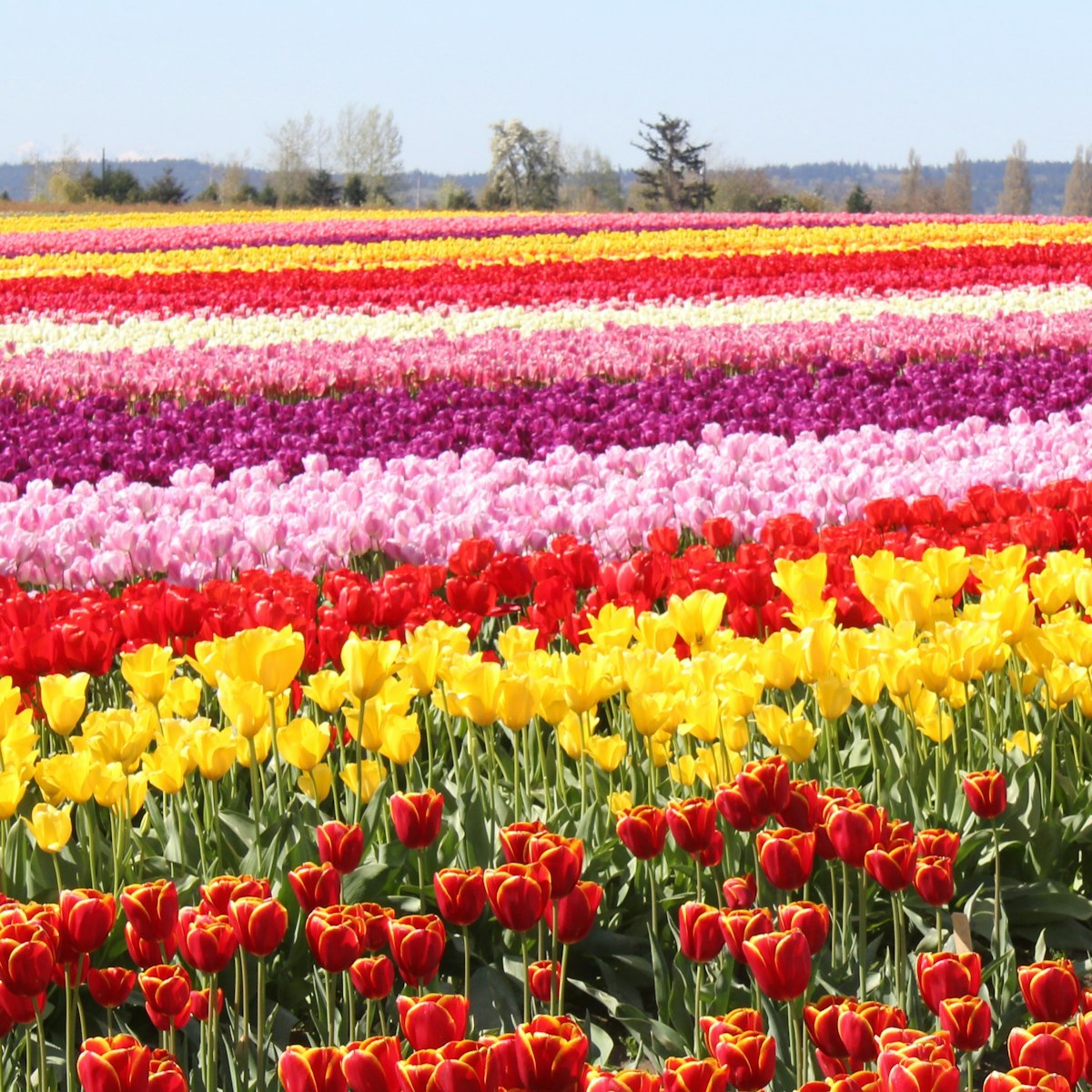 Pattern Rules Lesson Maths AU pattern-rules-lesson-maths-au